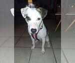 Small #9 American Pit Bull Terrier Mix