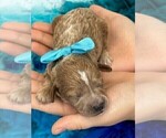 Small Photo #7 Poodle (Miniature) Puppy For Sale in BULLARD, TX, USA