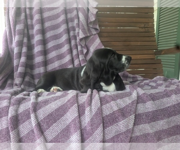 Medium Photo #6 Basset Hound Puppy For Sale in HILLSBORO, TX, USA