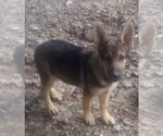 Puppy Puppy 1 German Shepherd Dog