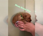 Small #2 Golden Retriever