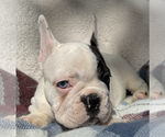 Small Photo #11 French Bulldog Puppy For Sale in RENTON, WA, USA