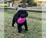 Puppy Juicy girl Labrador Retriever