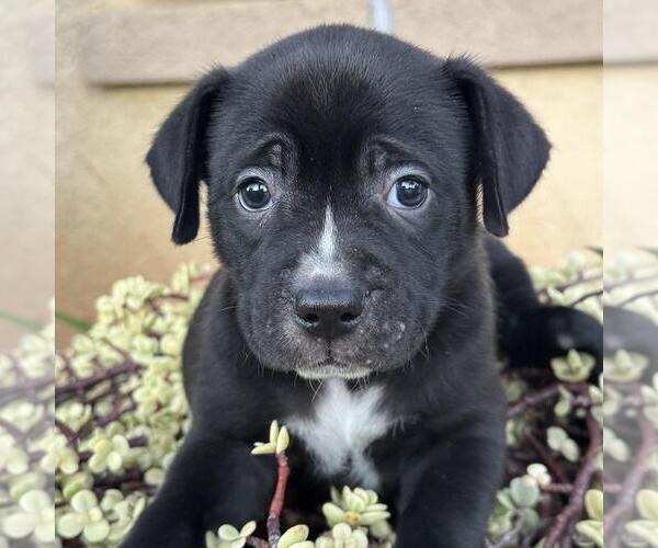 Medium Photo #1 Labrador Retriever-Unknown Mix Puppy For Sale in San Diego, CA, USA