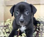 Justice Pup - Witness - Female Labrador Retriever-Unknown Mix Dog for Adoption - Small photo