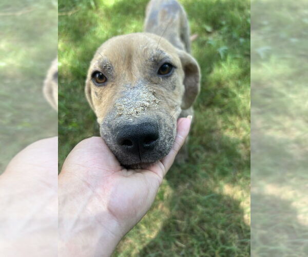 Medium Photo #1 American Pit Bull Terrier-Unknown Mix Puppy For Sale in FRAMINGHAM, MA, USA