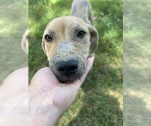 American Pit Bull Terrier-Unknown Mix Dogs for adoption in FRAMINGHAM, MA, USA