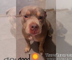 Small Photo #6 American Pit Bull Terrier-Unknown Mix Puppy For Sale in Magnolia Springs, AL, USA