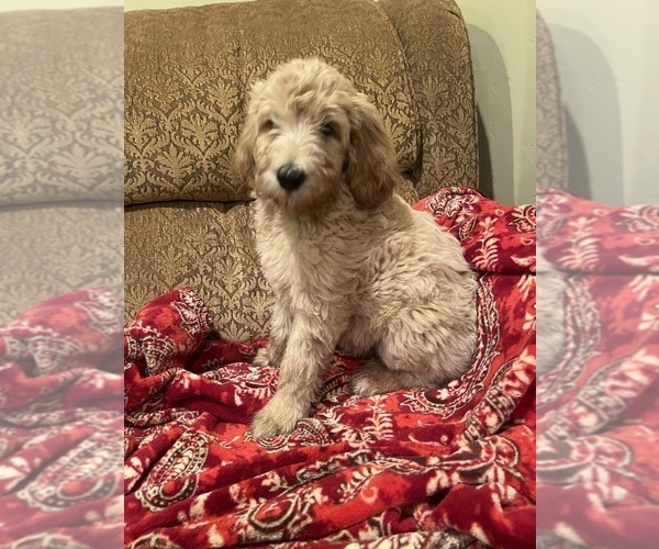 Medium Photo #4 Goldendoodle Puppy For Sale in EDMOND, OK, USA
