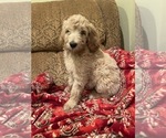 Small #3 Goldendoodle