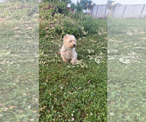 Medium Photo #2 Havanese-Unknown Mix Puppy For Sale in Alexandria, KY, USA