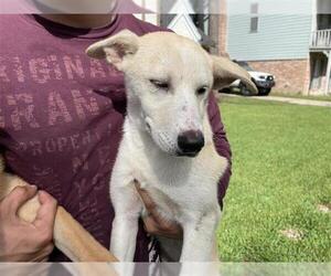 Labrador Retriever Dogs for adoption in Houston, TX, USA