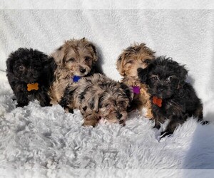 Poodle (Toy)-Yorkshire Terrier Mix Puppy for sale in JASONVILLE, IN, USA