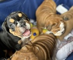 Puppy Kane English Bulldog