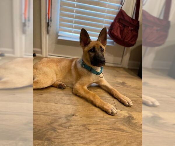 Medium Photo #2 Mutt Puppy For Sale in Raleigh, NC, USA