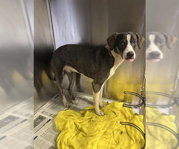 Medium Photo #1 Mutt Puppy For Sale in Bakersfield, CA, USA