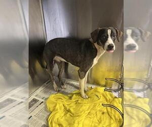 Mutt Dogs for adoption in Bakersfield, CA, USA