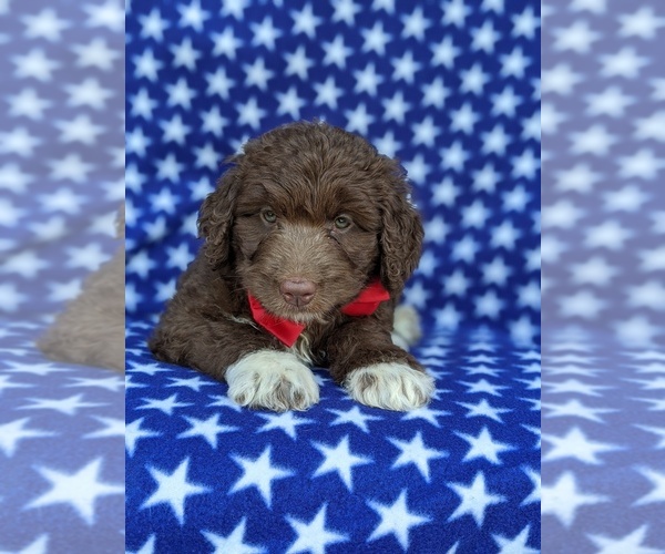 Medium Photo #4 Aussiedoodle Puppy For Sale in PORT DEPOSIT, MD, USA