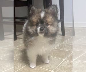 Pomsky Puppy for sale in CHESAPEAKE, VA, USA