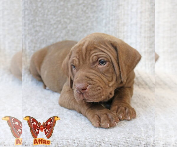 Medium Photo #9 Mutt Puppy For Sale in Wakefield, RI, USA