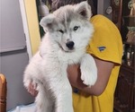 Small Photo #5 Siberian Husky Puppy For Sale in ASHLAND, MO, USA