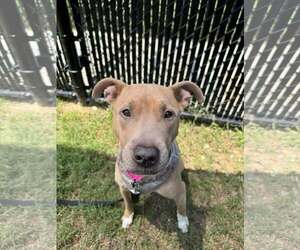 American Pit Bull Terrier-Unknown Mix Dogs for adoption in Millersville, MD, USA