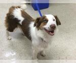 Small Australian Shepherd