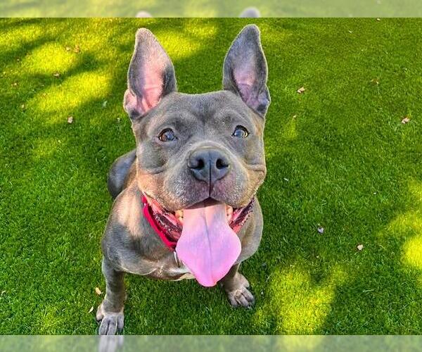 Medium Photo #5 Mutt Puppy For Sale in Martinez, CA, USA