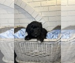 Small Photo #27 Aussiedoodle Puppy For Sale in LA CRESCENT, MN, USA