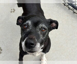 Labrador Retriever-Unknown Mix Dogs for adoption in Tulsa, OK, USA