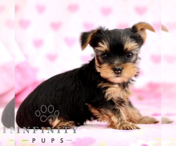 Medium Photo #3 Yorkshire Terrier Puppy For Sale in RONKS, PA, USA