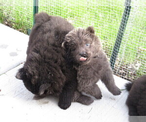 Chow Chow Puppy for Sale in LOCKPORT, Illinois USA