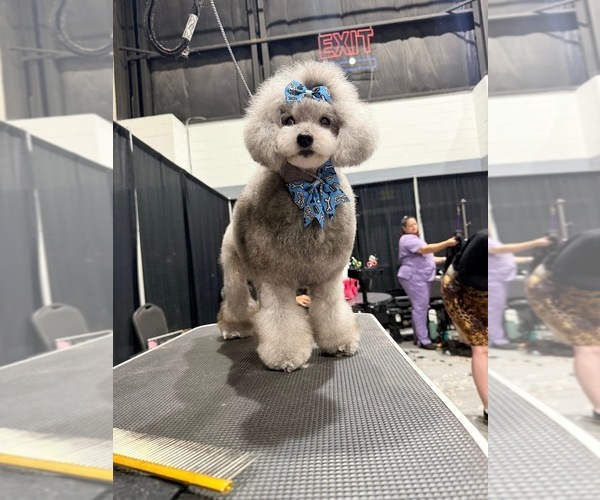 Medium Photo #3 Poodle (Toy) Puppy For Sale in HOLLYWOOD, FL, USA