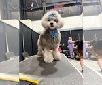 Umka - Male Poodle (Toy) Puppy for Sale - Photo #3