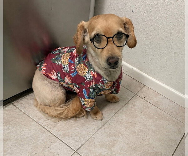 Medium Photo #1 Dachshund-Unknown Mix Puppy For Sale in Phoenix, AZ, USA