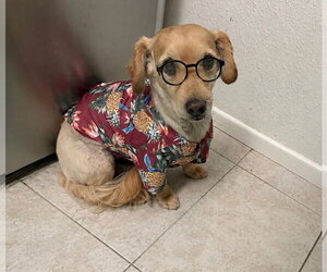 Dachshund-Unknown Mix Dogs for adoption in Phoenix, AZ, USA