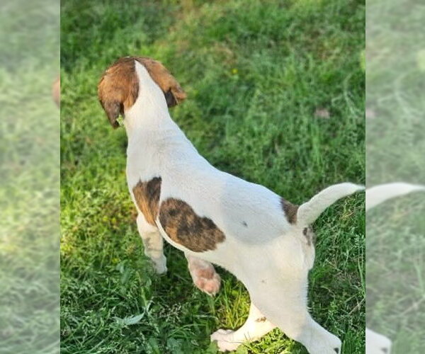 Medium Photo #5 Mutt Puppy For Sale in Wakefield, RI, USA