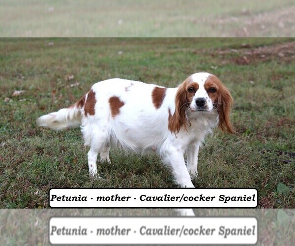 Medium Photo #1 Cavapoo (Miniature) Puppy For Sale in CLARKRANGE, TN, USA