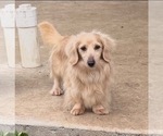 Small Photo #1 Dachshund Puppy For Sale in LANE, OK, USA