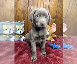 Labrador Retriever Puppy for sale in NEOLA, WV, USA