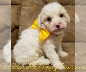 Maltipoo Puppy for sale in ATHENS, AL, USA