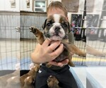 Small Photo #8 Bulldog Puppy For Sale in PELLA, IA, USA