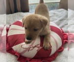 Small Photo #2 Labrador Retriever Puppy For Sale in ELIZABETH, WV, USA