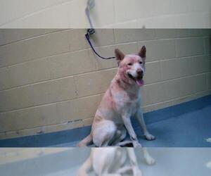 Siberian Husky-Unknown Mix Dogs for adoption in Tulsa, OK, USA