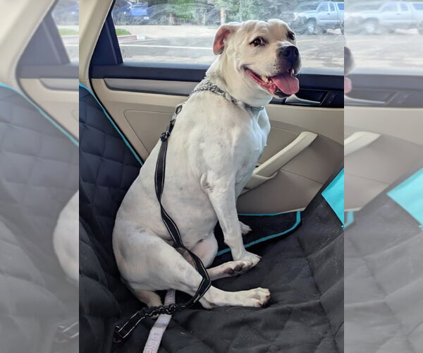 Medium Photo #14 American Staffordshire Terrier Puppy For Sale in Lake Forest, CA, USA