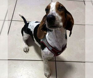Bagle Hound Dogs for adoption in Deepwater, NJ, USA