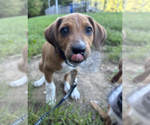 SAVANNAH'S LITTER: LUNA - Female Labbe Dog for Adoption - Photo #2