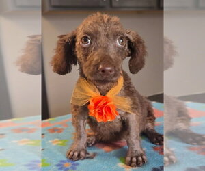 Java Bean - Female Miniature Labradoodle Dog for Adoption - Photo #2
