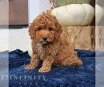 Small #2 Cavapoo