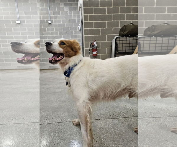 Medium Photo #2 Brittany-Unknown Mix Puppy For Sale in Plainfield, IL, USA